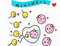 夫妻备孕，饮食方面如何调理才能提高精卵质量？